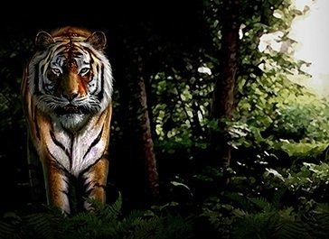 Untamed Bengal Tiger
